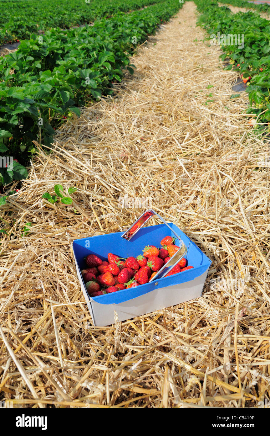 strawberries in pick your own basket Stock Photo Alamy