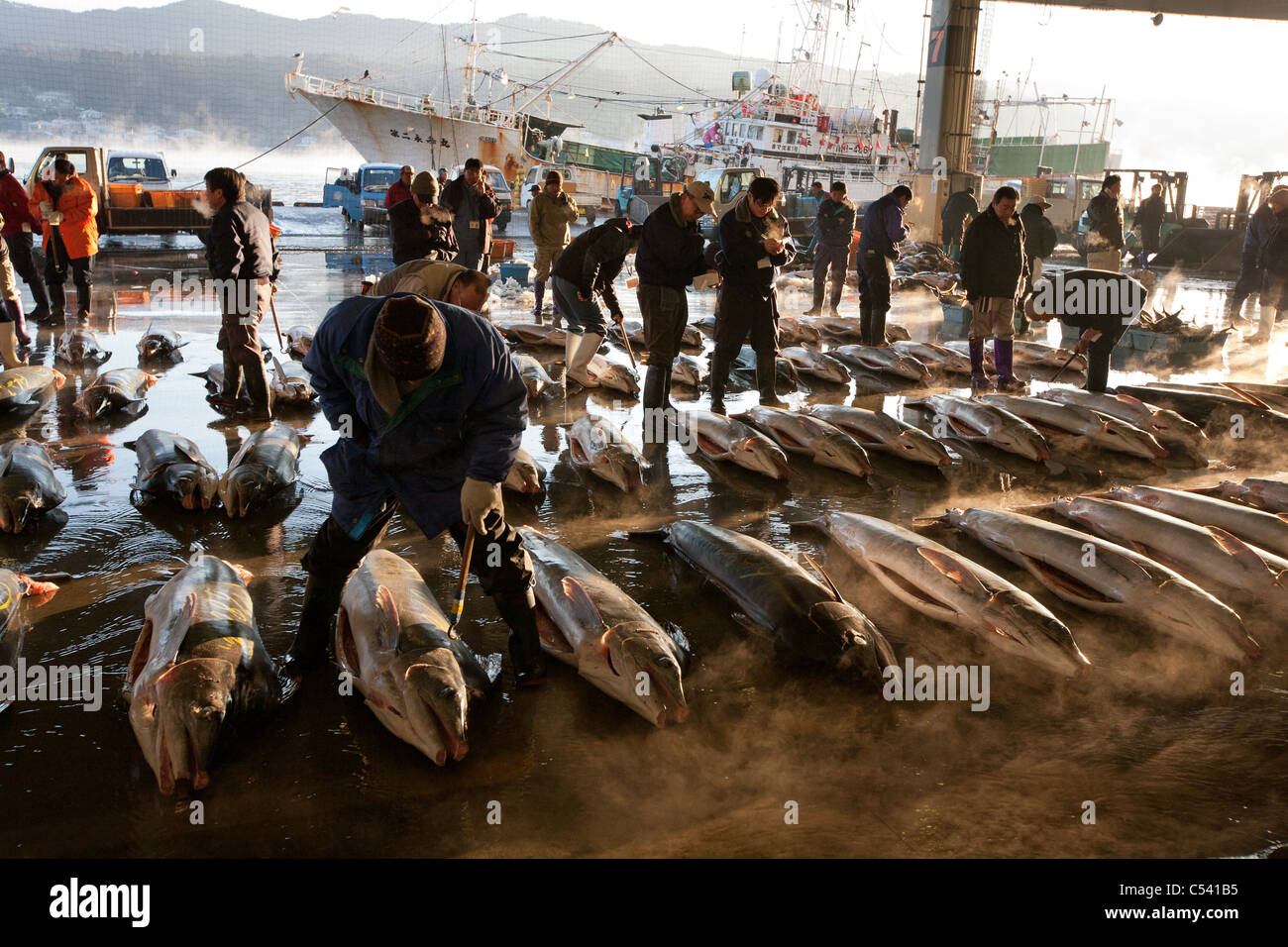 Swordfish at auction at the fish market in Kesennuma, Miyageken, Japan