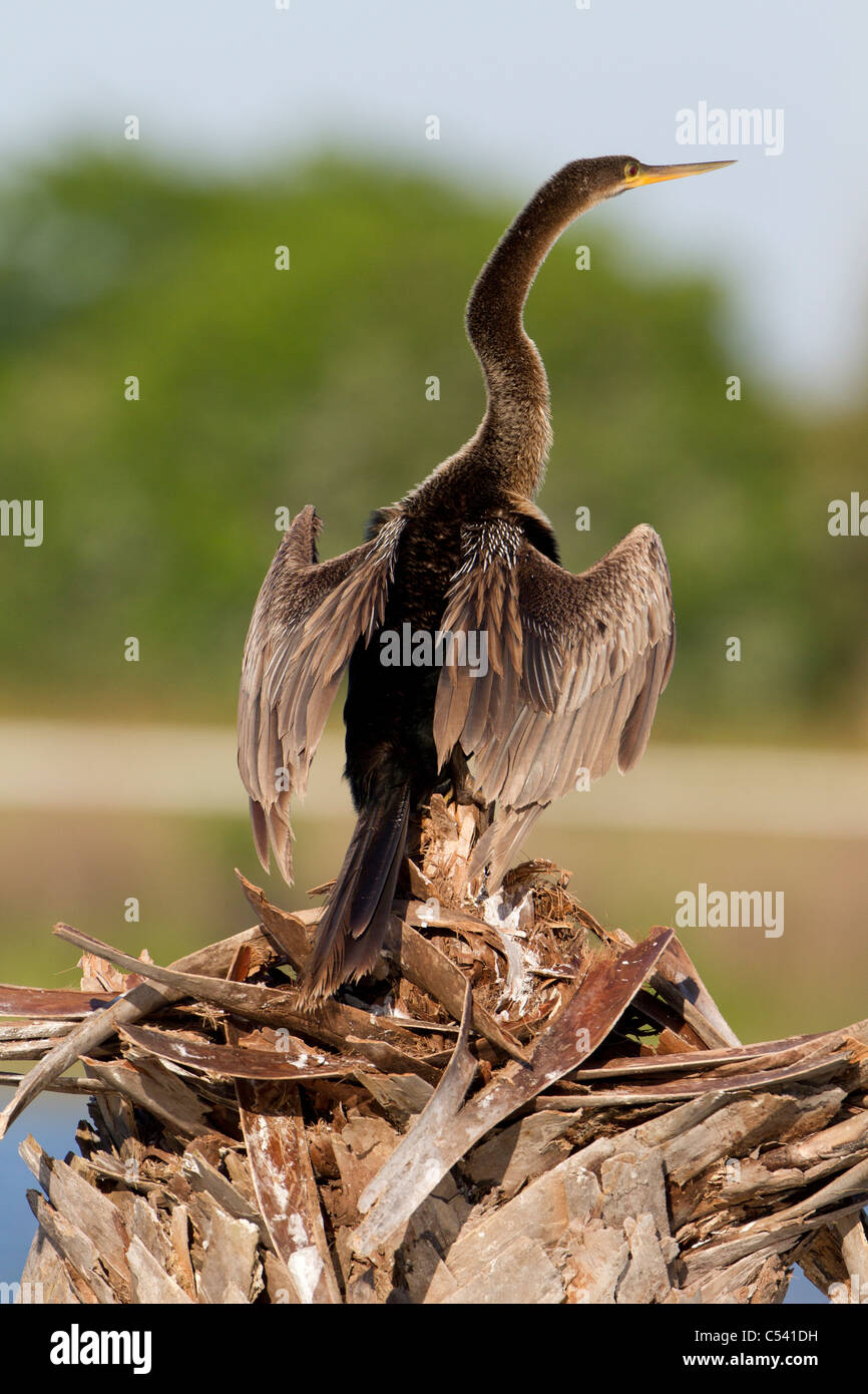 Anhinga (Anhinga anhinga) wing stretching Stock Photo