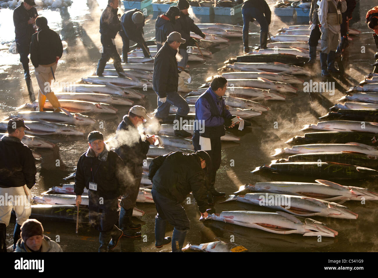 Swordfish at auction at the fish market in Kesennuma, Miyageken, Japan
