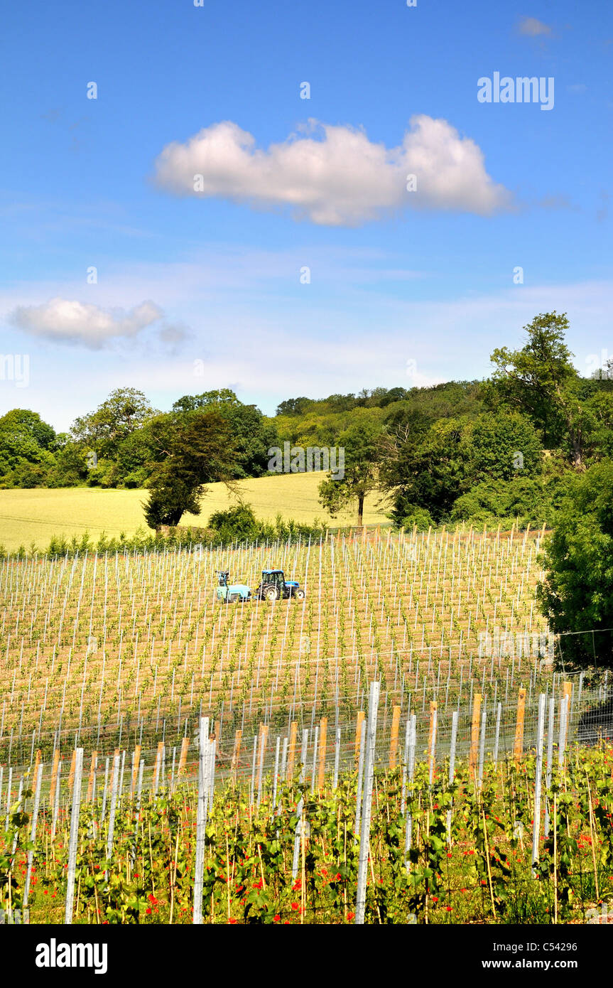 Albury Organic vineyard on the Surrey Hills near Guildford UK Stock
