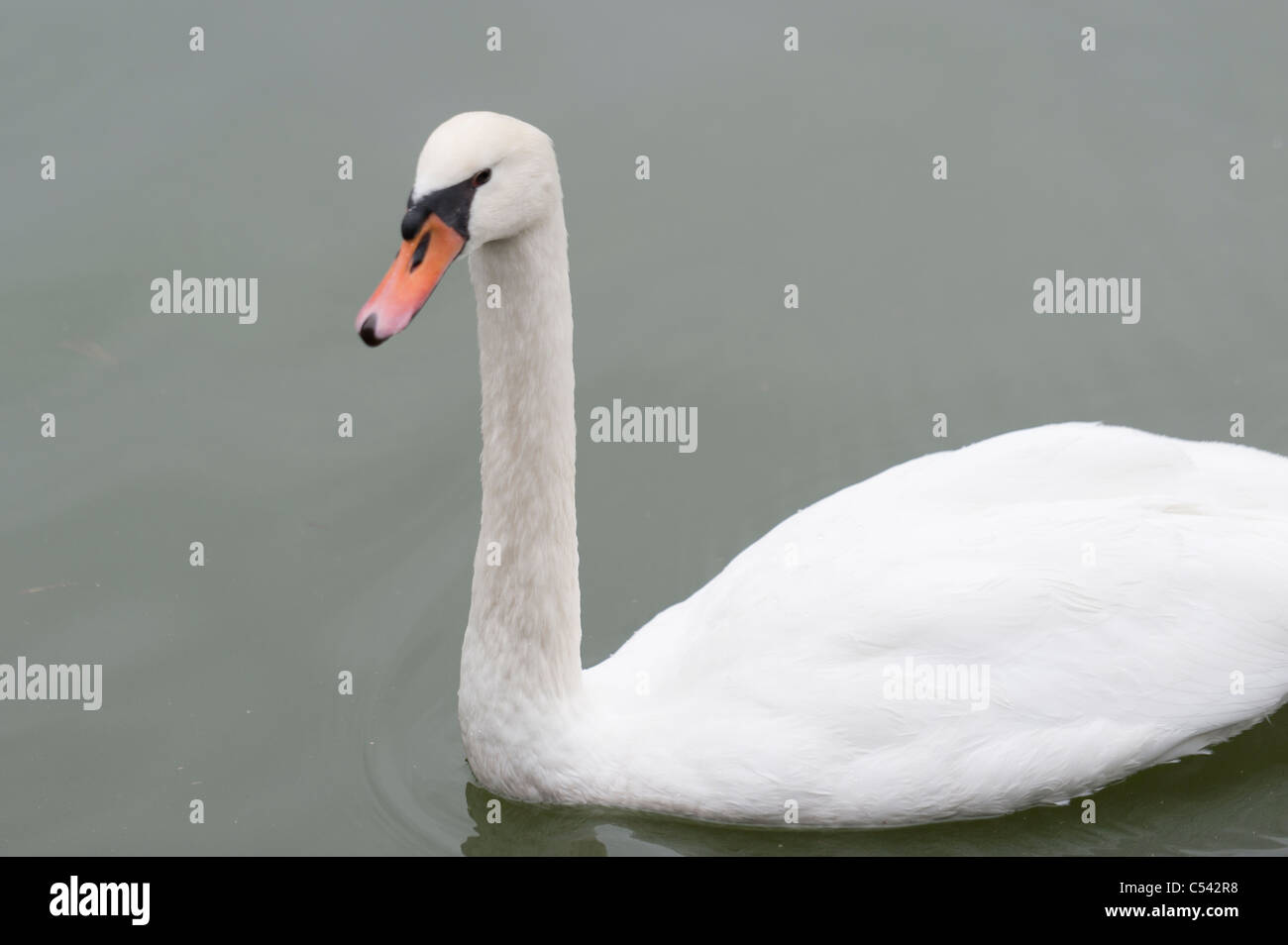 Swan swimming in a lake, Tokyo, Japan Stock Photo