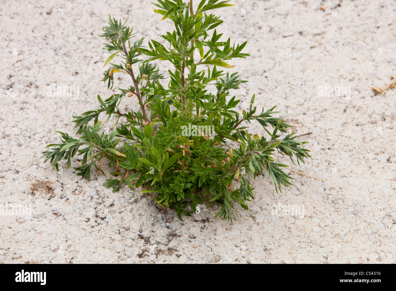 A plant growing through concrete in Alicante, Spain Stock Photo Alamy