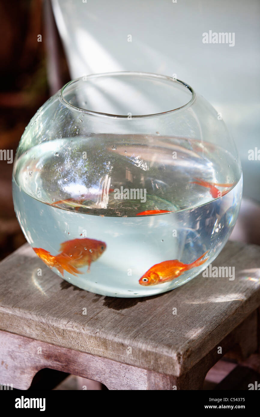 Fishbowl table hires stock photography and images Alamy