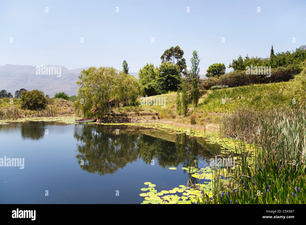 Water reed reflection sky trees hi-res stock photography and images - Alamy