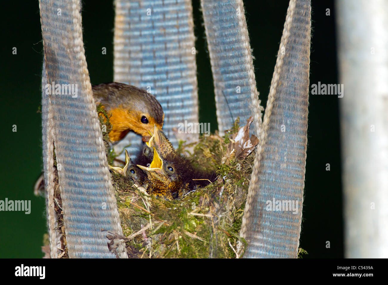 Robin. Erithacus rubecula (Turdidae) Garden Bird. on Nest Young Chicks Stock Photo