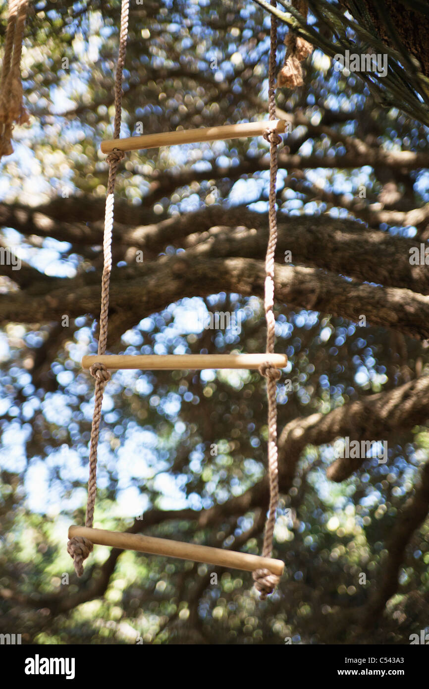 Close-up of rope ladder hanging from tree Stock Photo