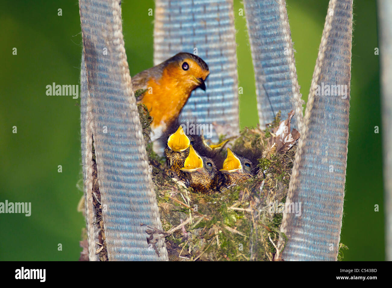 Robin. Erithacus rubecula (Turdidae) Garden Bird. on Nest Young Chicks Stock Photo