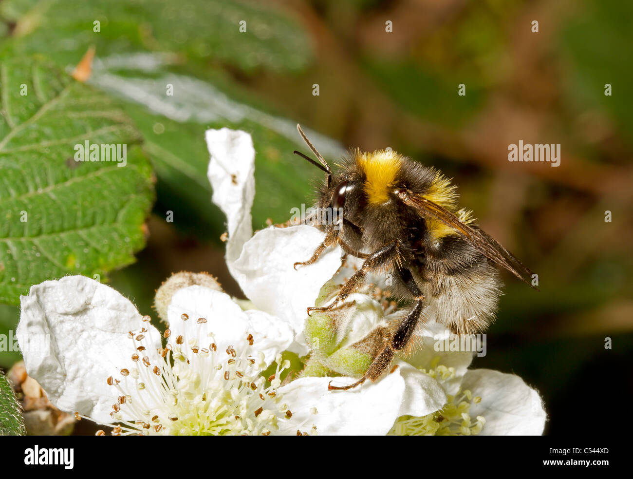 Close up bumble bee on white flower Stock Photo