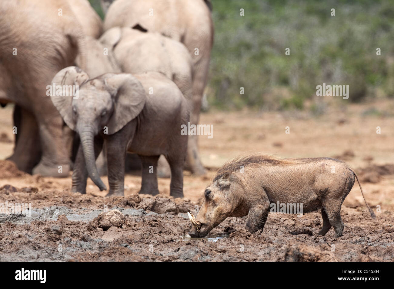 Warthog, Phacochoerus; aethiopicus, drinking, Addo national park, Eastern Cape, South Africa Stock Photo