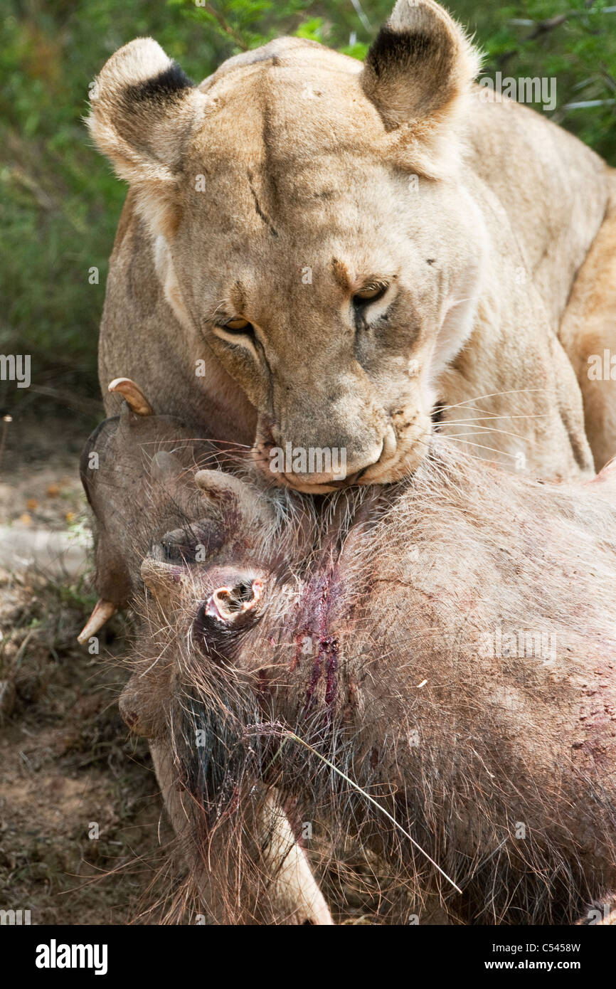 Lioness, Panthera leo, dragging warthog kill, Kwandwe private reserve, Eastern Cape, South Africa Stock Photo