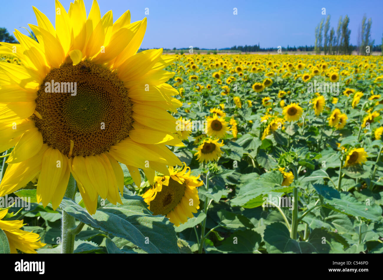 Yellow sunflower in a French field of sunflowers with a blue sky Stock
