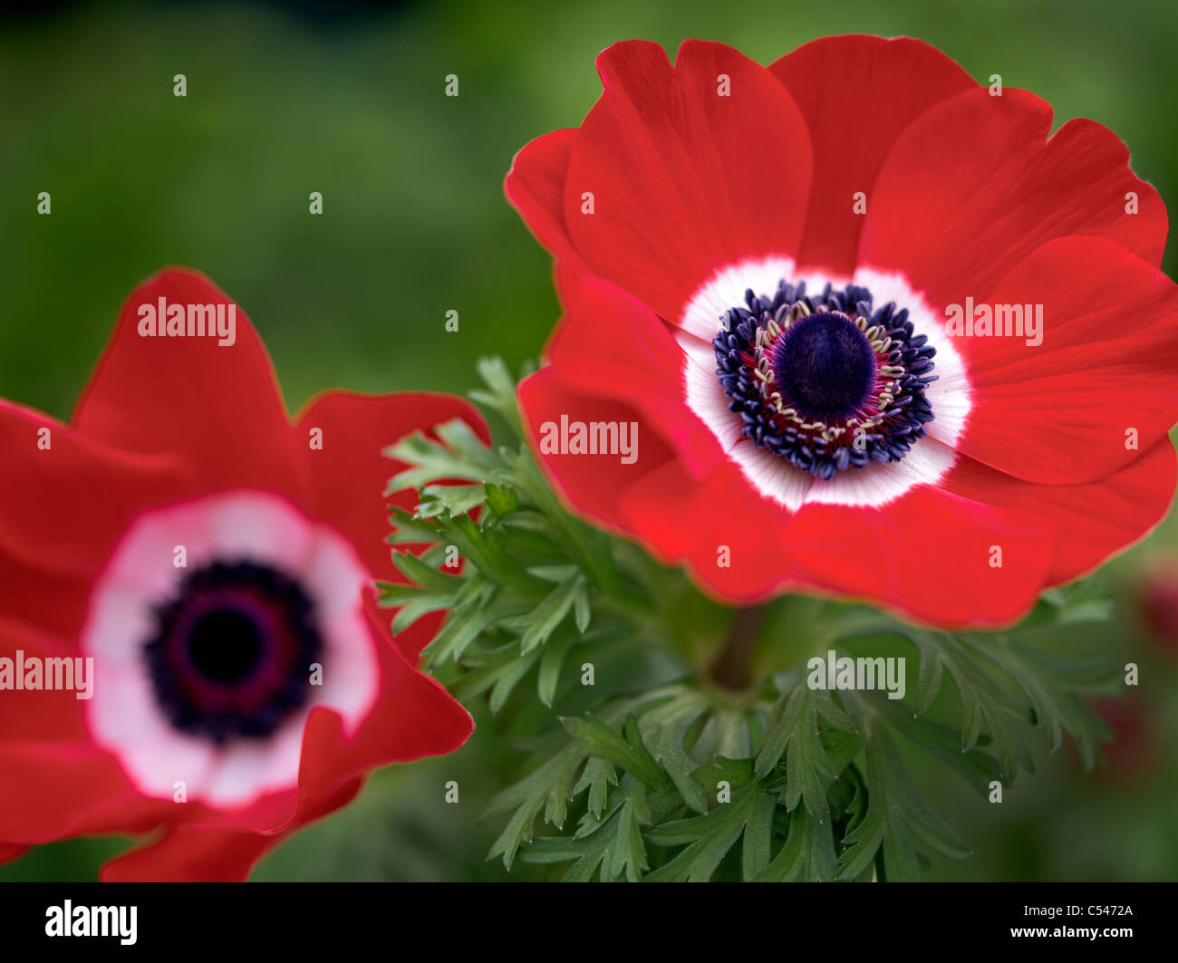 Close up of Harmony Scarlet Anemone Stock Photo