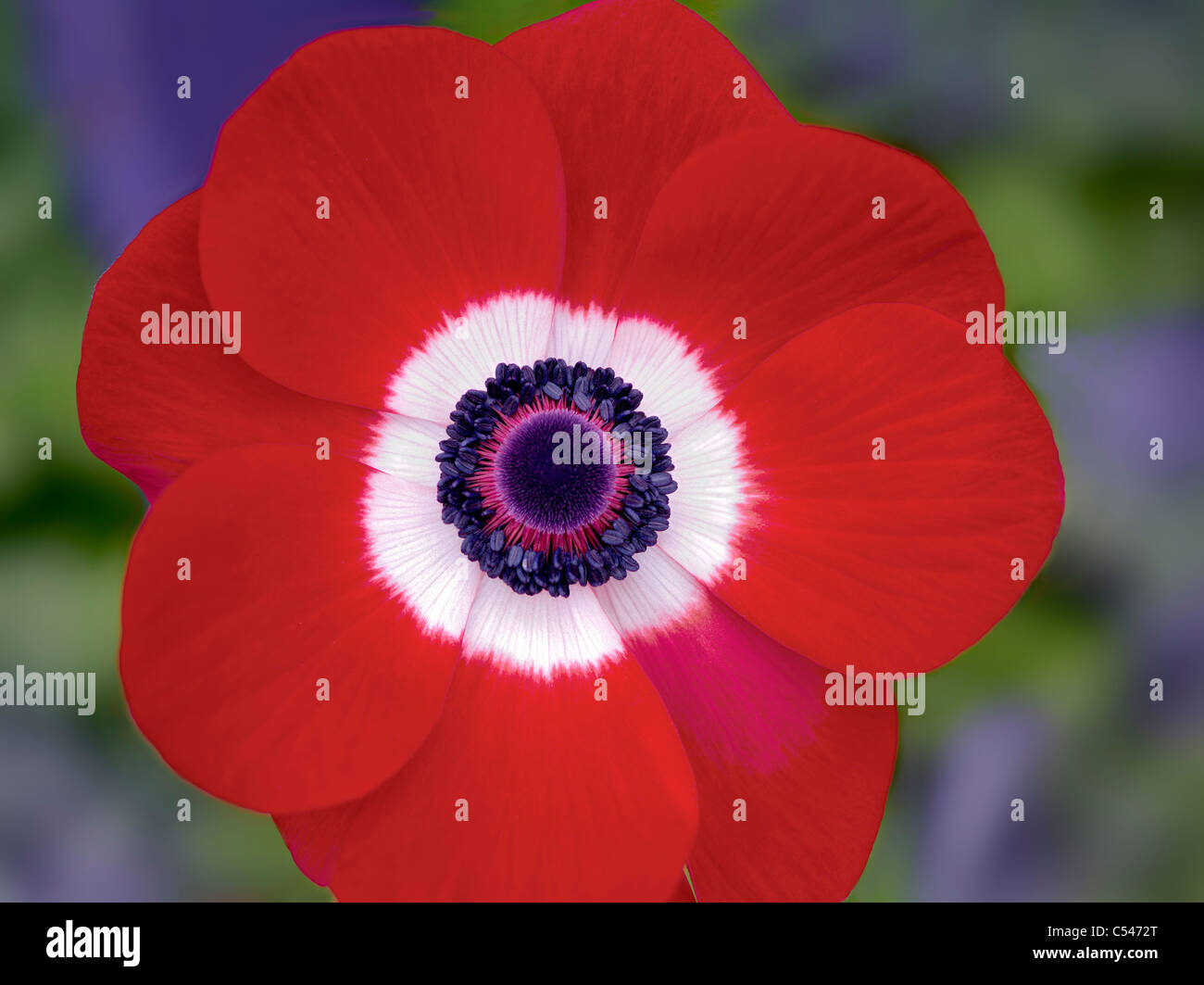 Close up of Harmony Scarlet Anemone Stock Photo