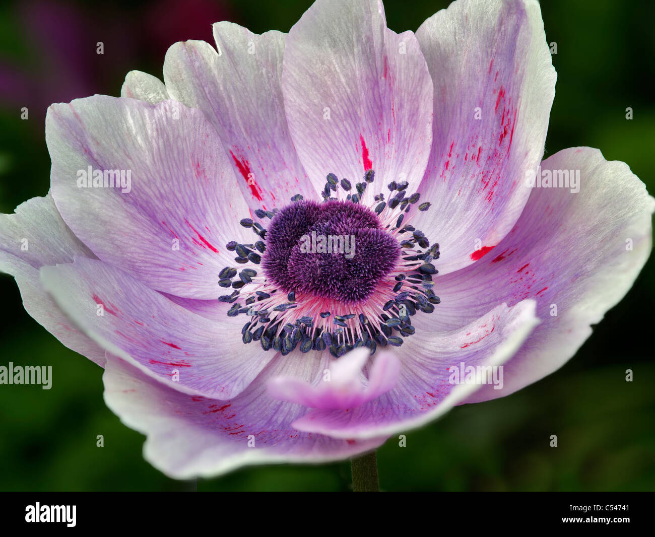 Close up of purple Anemone. Stock Photo