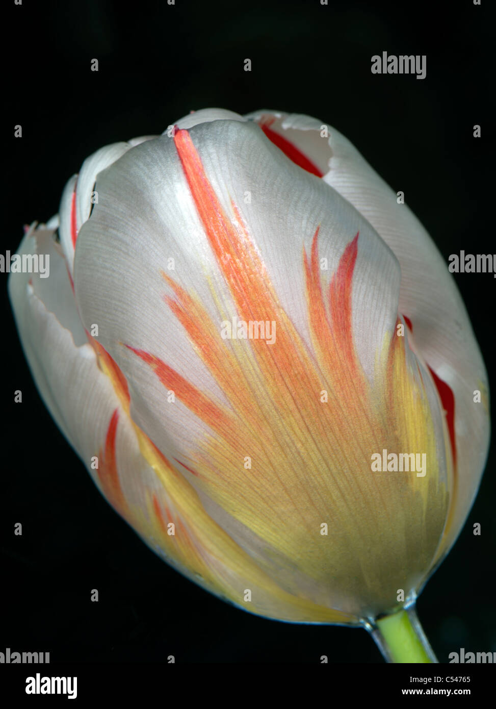 Tulip as seen from underwater. Stock Photo