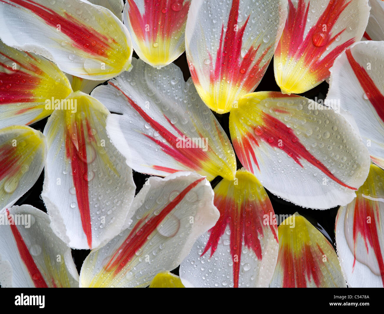 Close up of tulip blossom petals witth water drops. Stock Photo