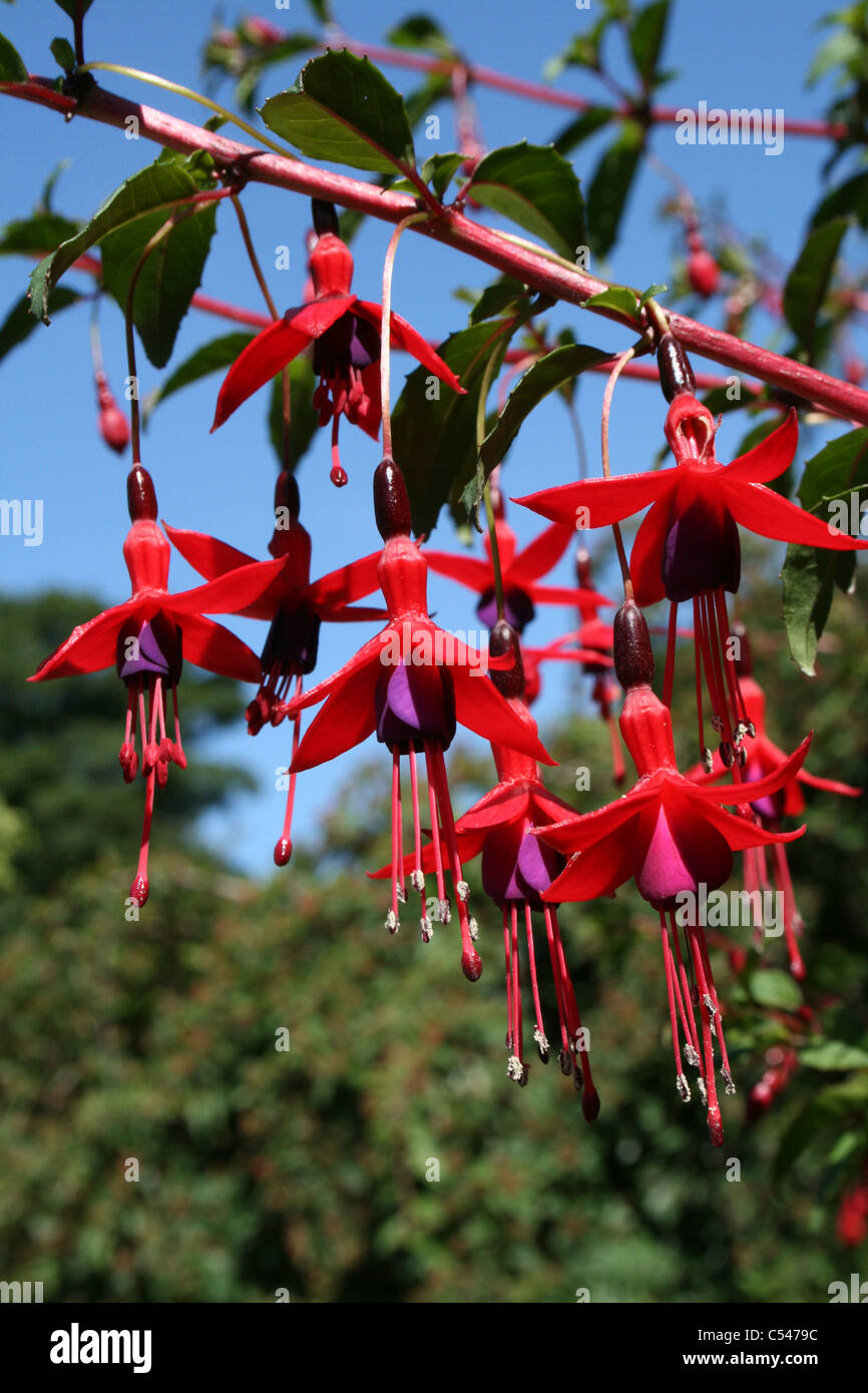 Flowering Fuchsia Shrub Stock Photo
