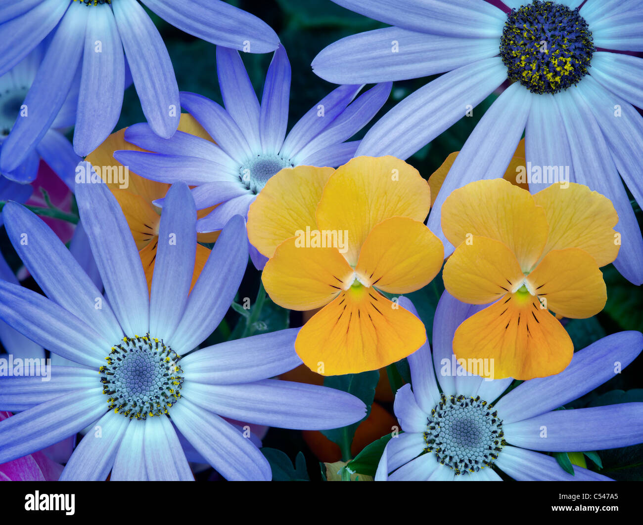 Blue Cineraria and orange violet flowers. Stock Photo