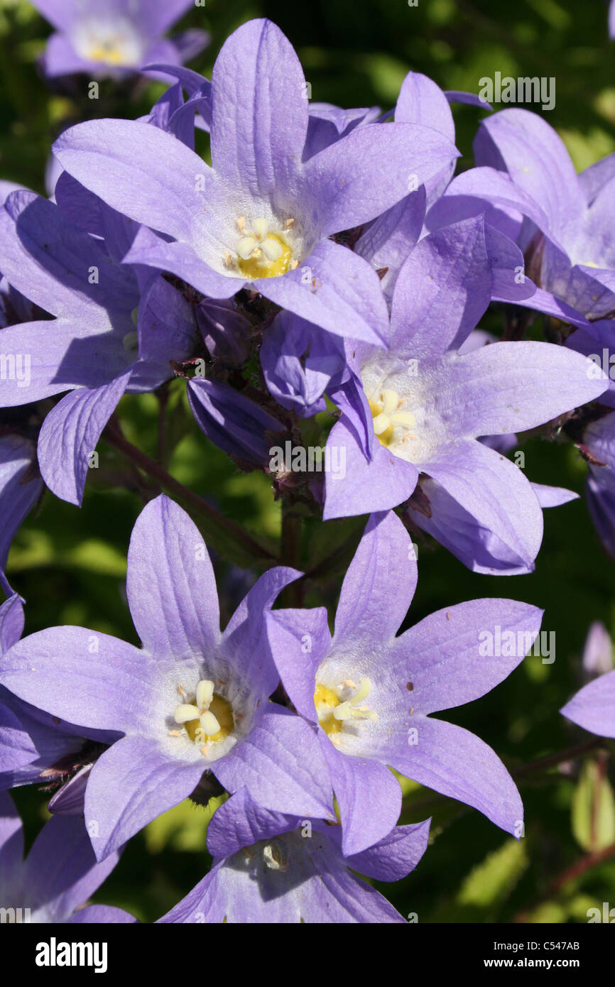 Milky Bellflower Campanula lactiflora Stock Photo