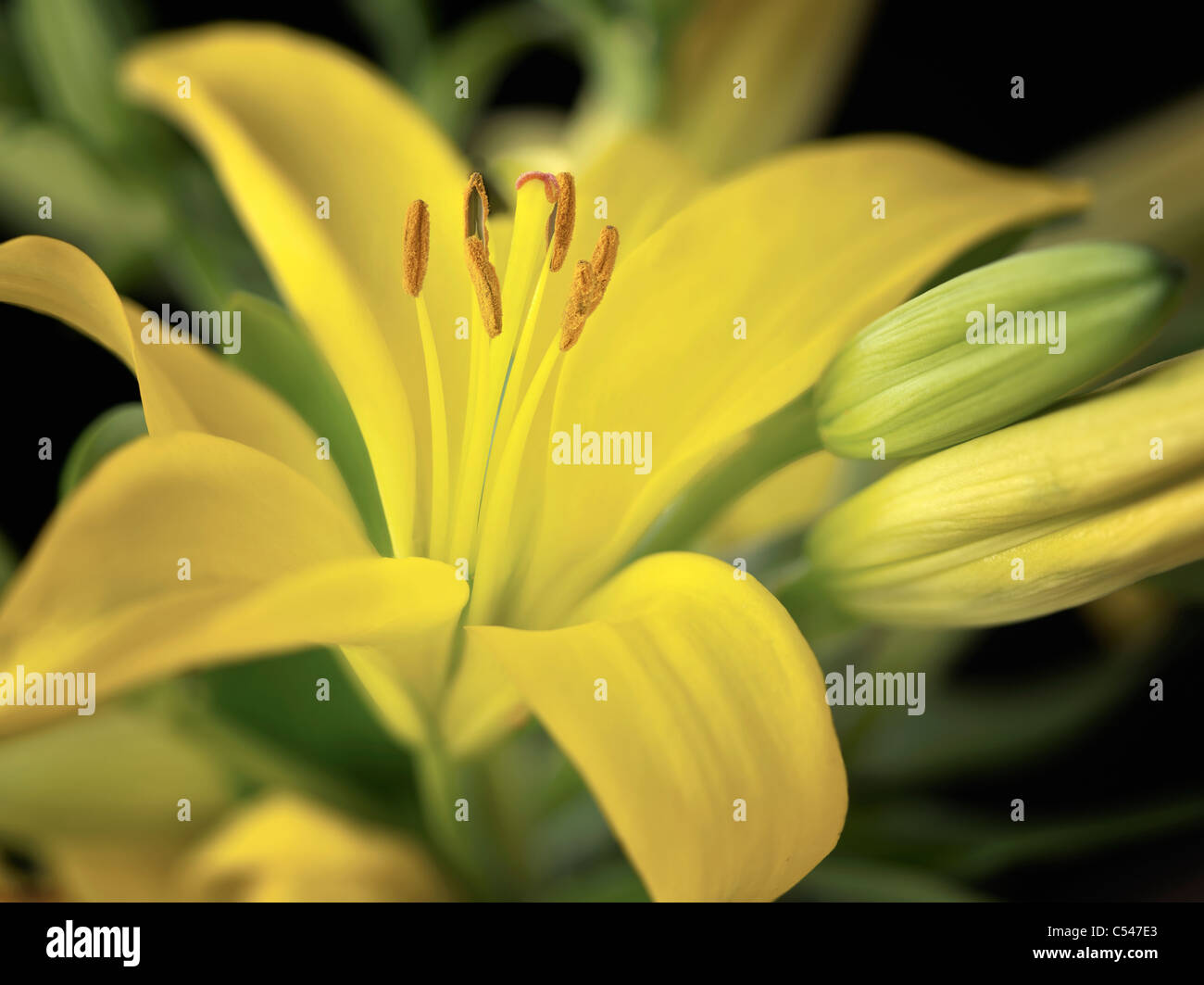 Close up of Asiatic Lily. Stock Photo