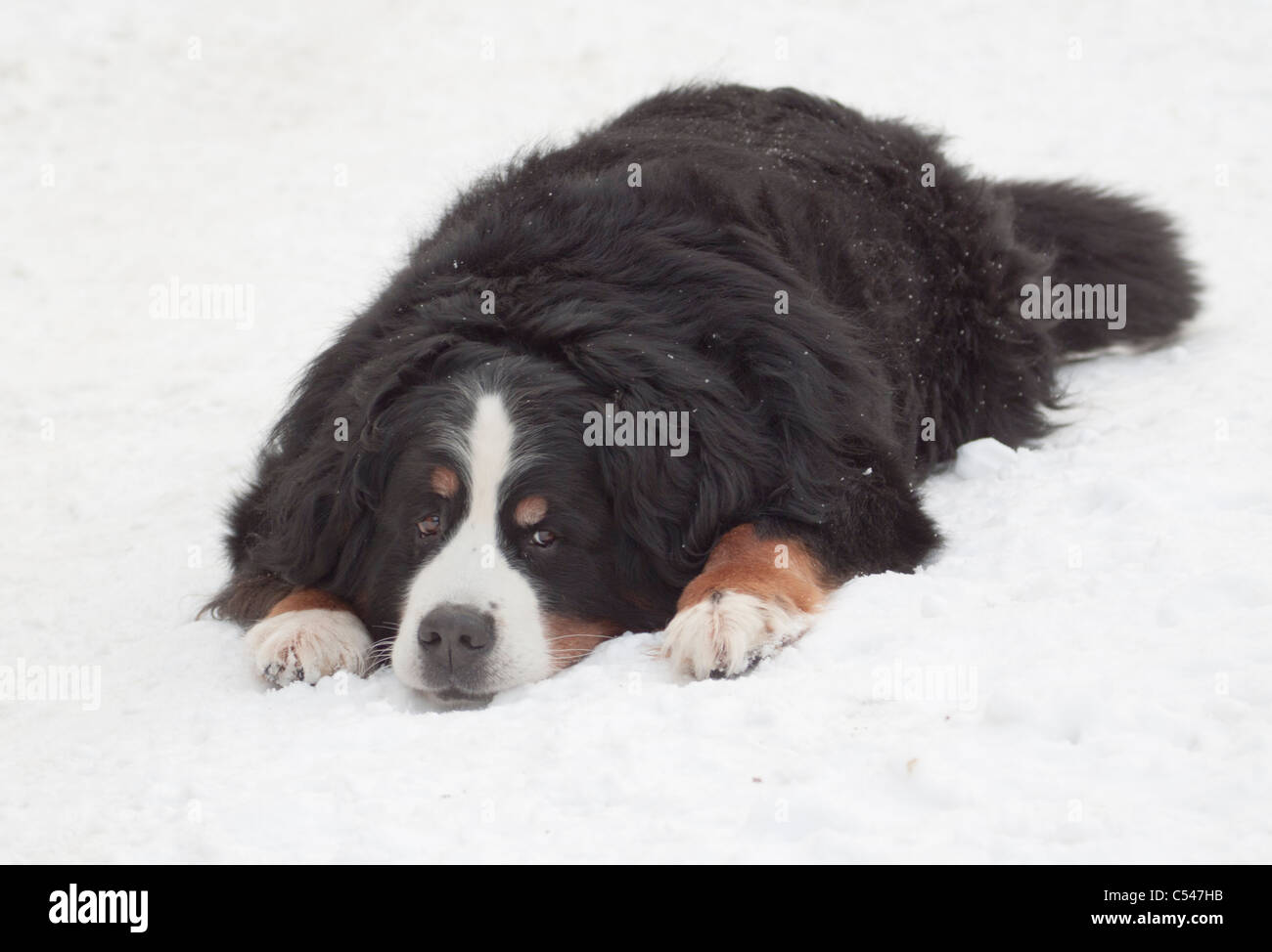 Bernese Mountain dog lying on snow looking at the camera Stock Photo