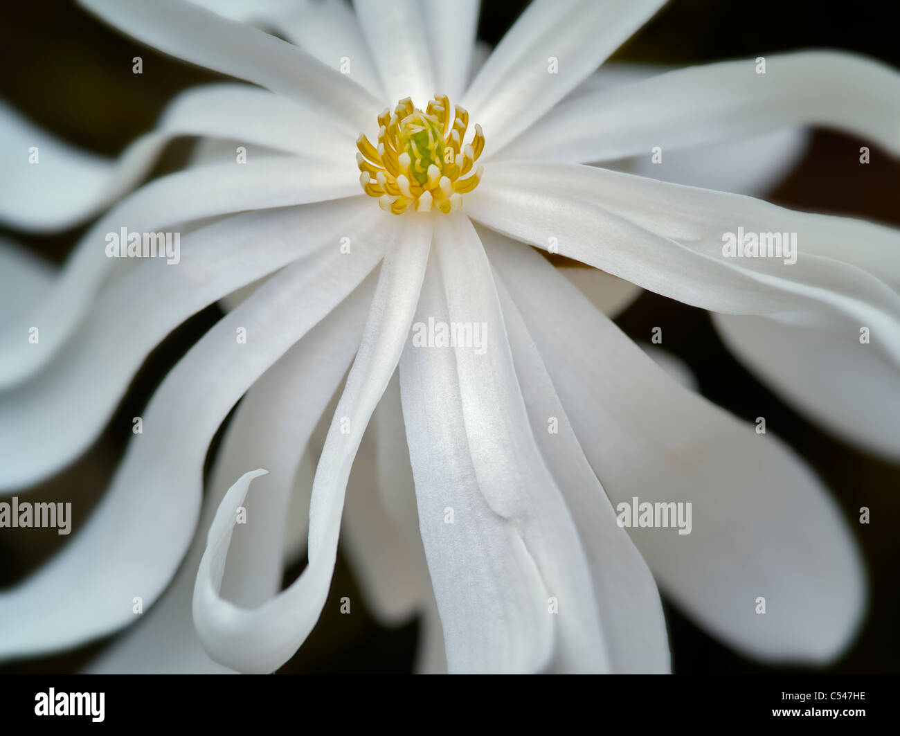Close up of Royal Star Magnolia (magnolia stellata). Oregon Stock Photo