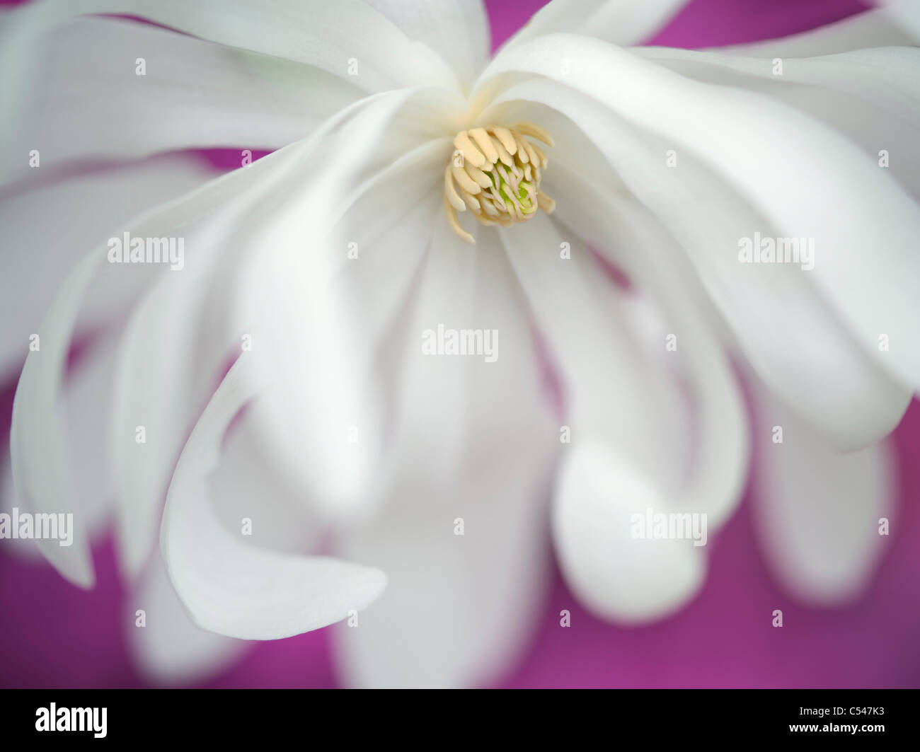 Close up of Royal Star Magnolia (magnolia stellata). Oregon Stock Photo