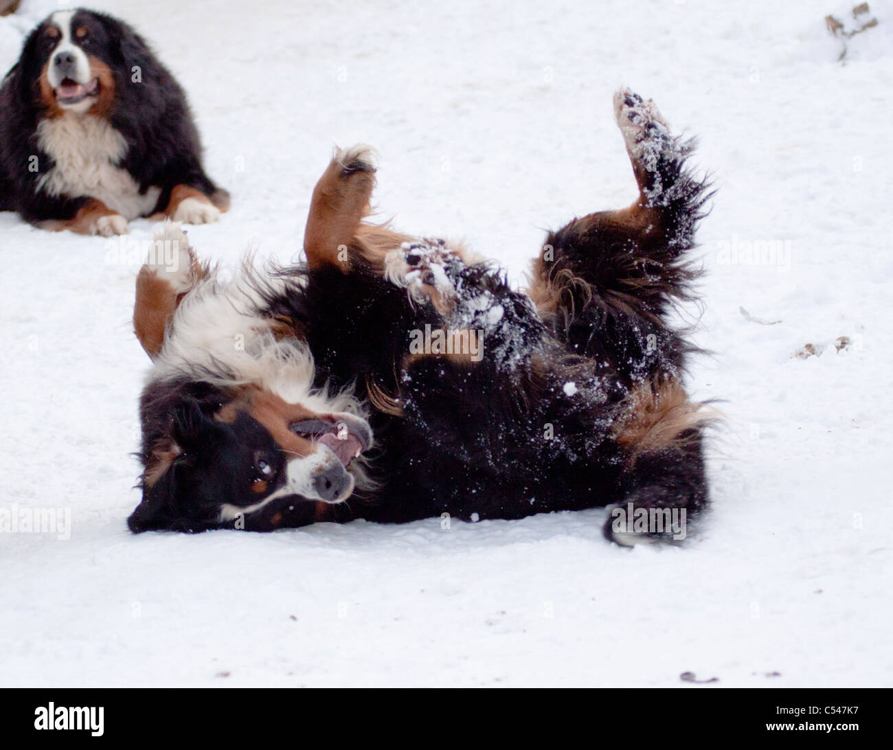 Bernese Mountain Dog rolling in snow with another looking on. Stock Photo