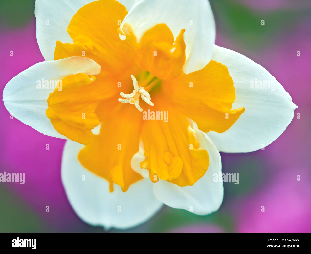 Daffodil gardens hires stock photography and images Alamy