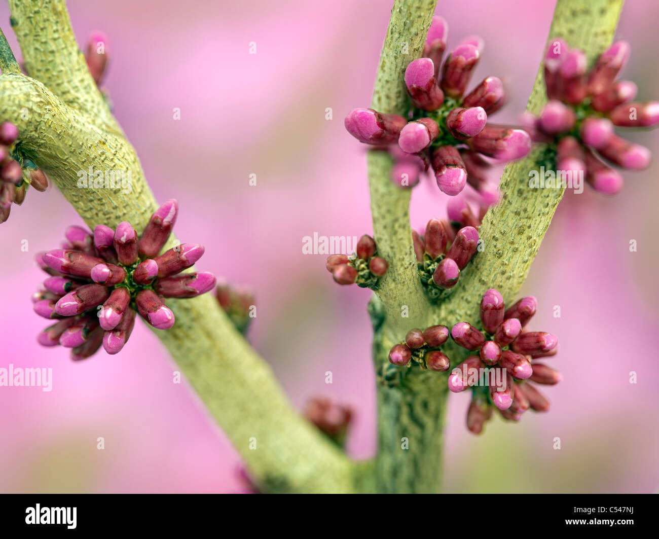 Close up of Avondale Redbud buds (Cercis candensis). Oregon Stock Photo