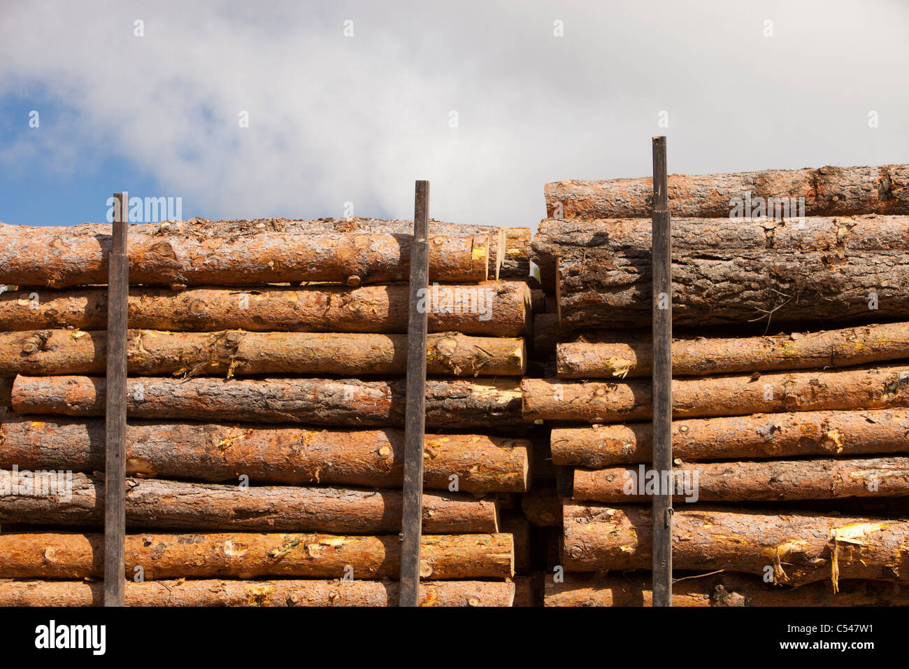 Timber being felled at 7,000 feet in the Sierra Nevada mountain range