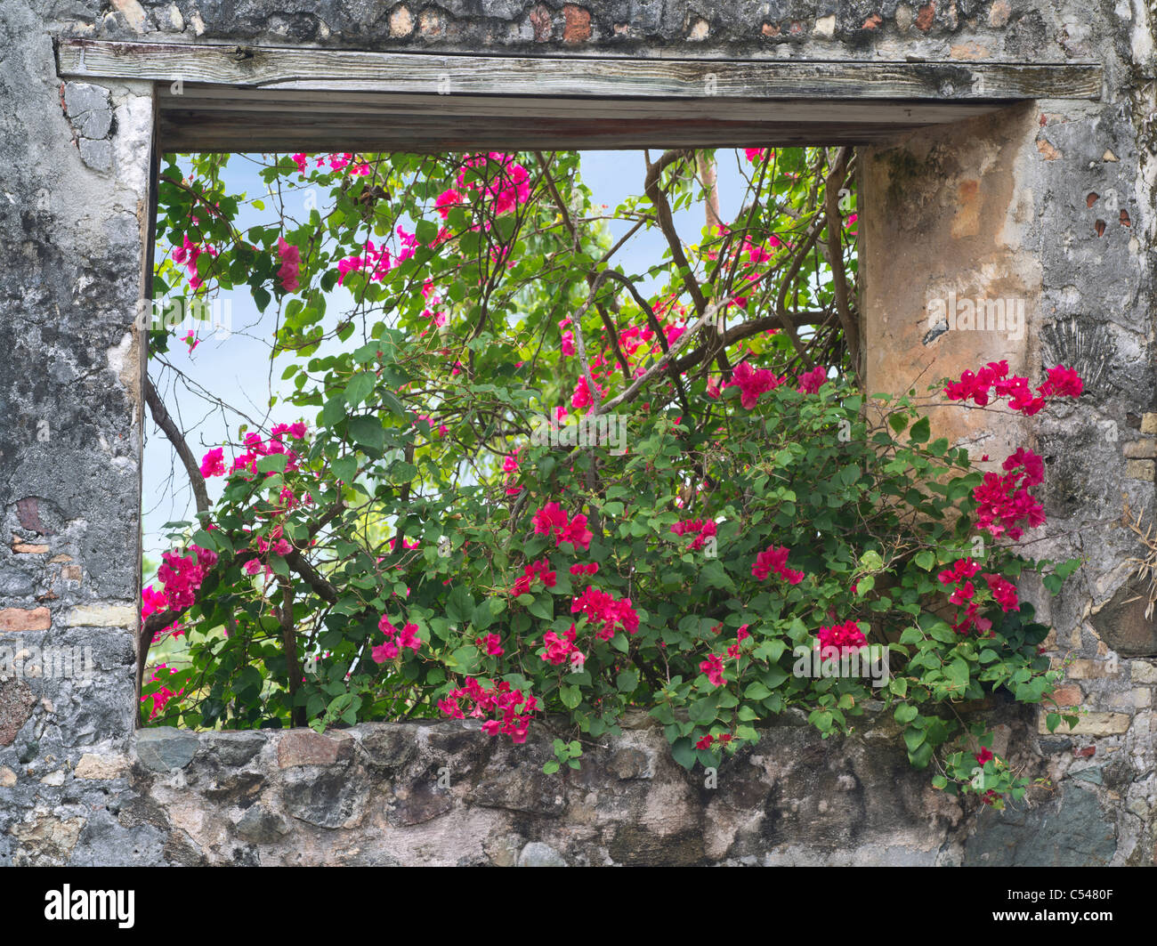 Stone window with bouganvilla flowers. St. John, Virgin Islands. Stock Photo