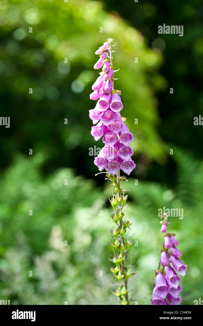Digitalis leaf hires stock photography and images Alamy