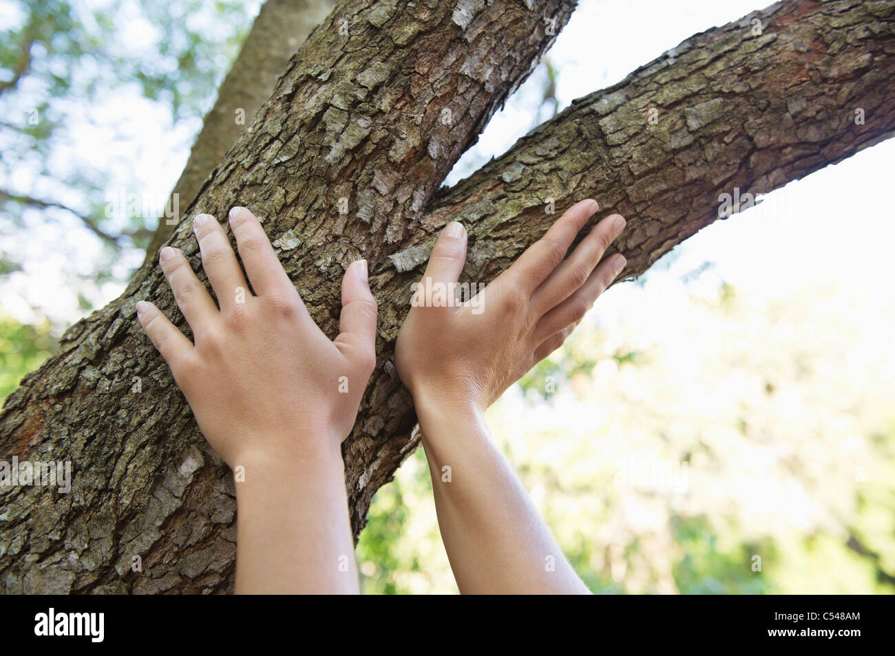 Person Touching Tree Branch High Resolution Stock Photography and