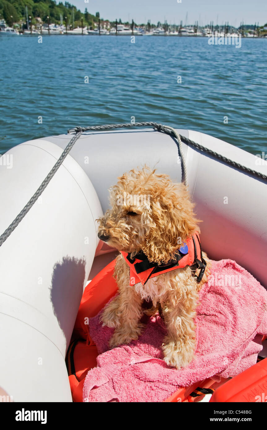 Dog life jacket marina hires stock photography and images Alamy