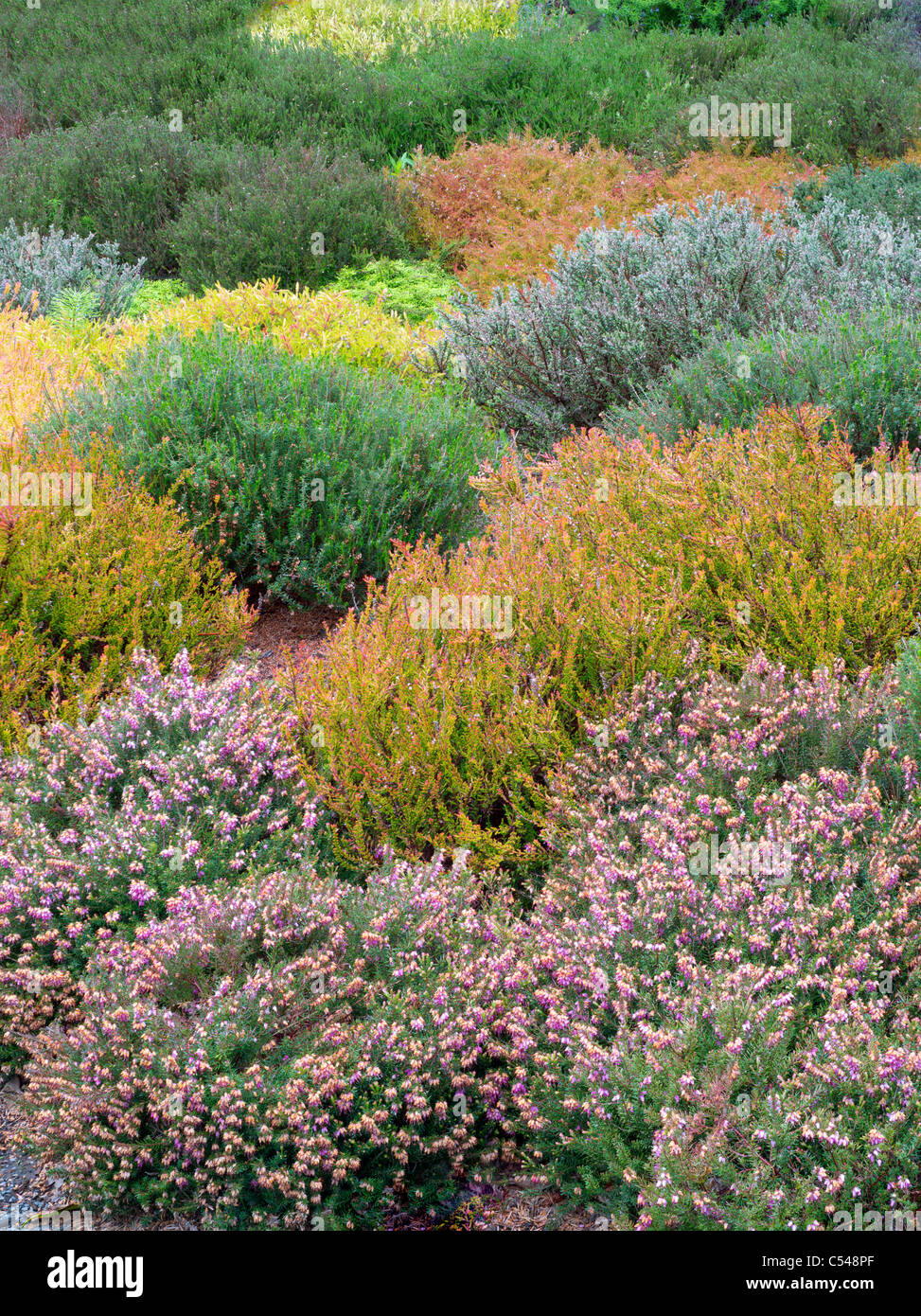 Various heather in bloom. The Connie Hansen Garden. Lincoln City, Oregon Stock Photo