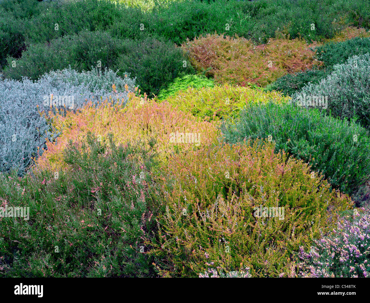 Various heather in bloom. The Connie Hansen Garden. Lincoln City, Oregon Stock Photo