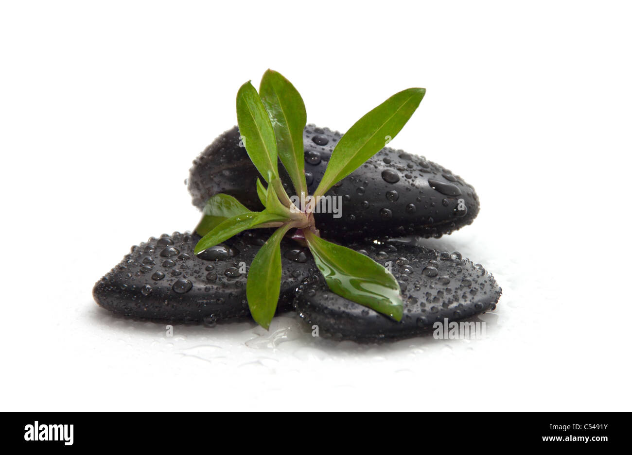 A handful of stones with the young green plants. Stock Photo
