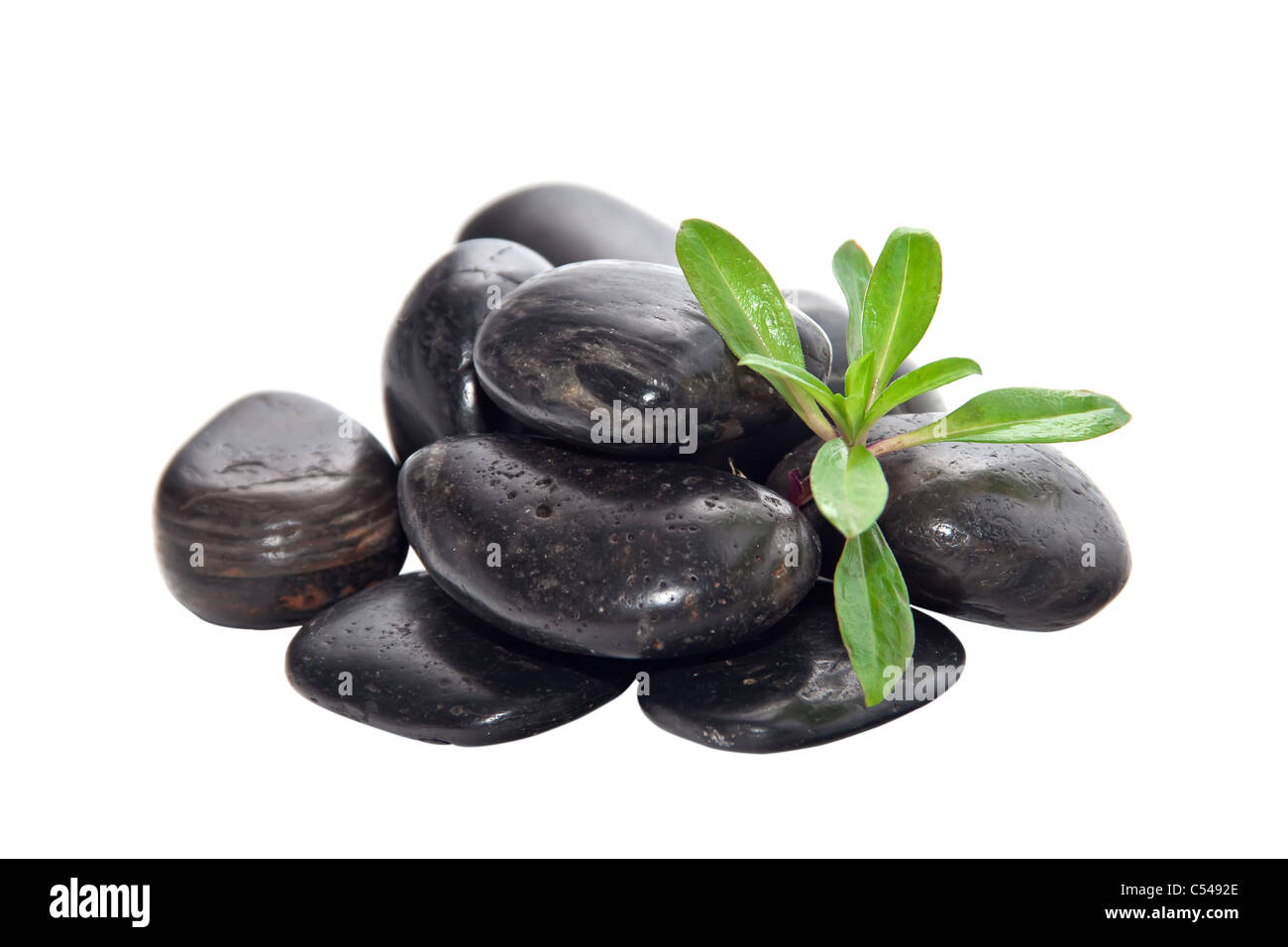 A handful of stones with the young green plants. Stock Photo