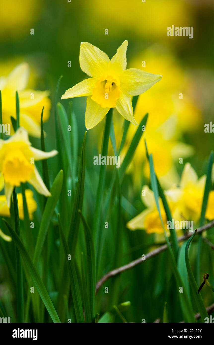 wild daffodils Stock Photo