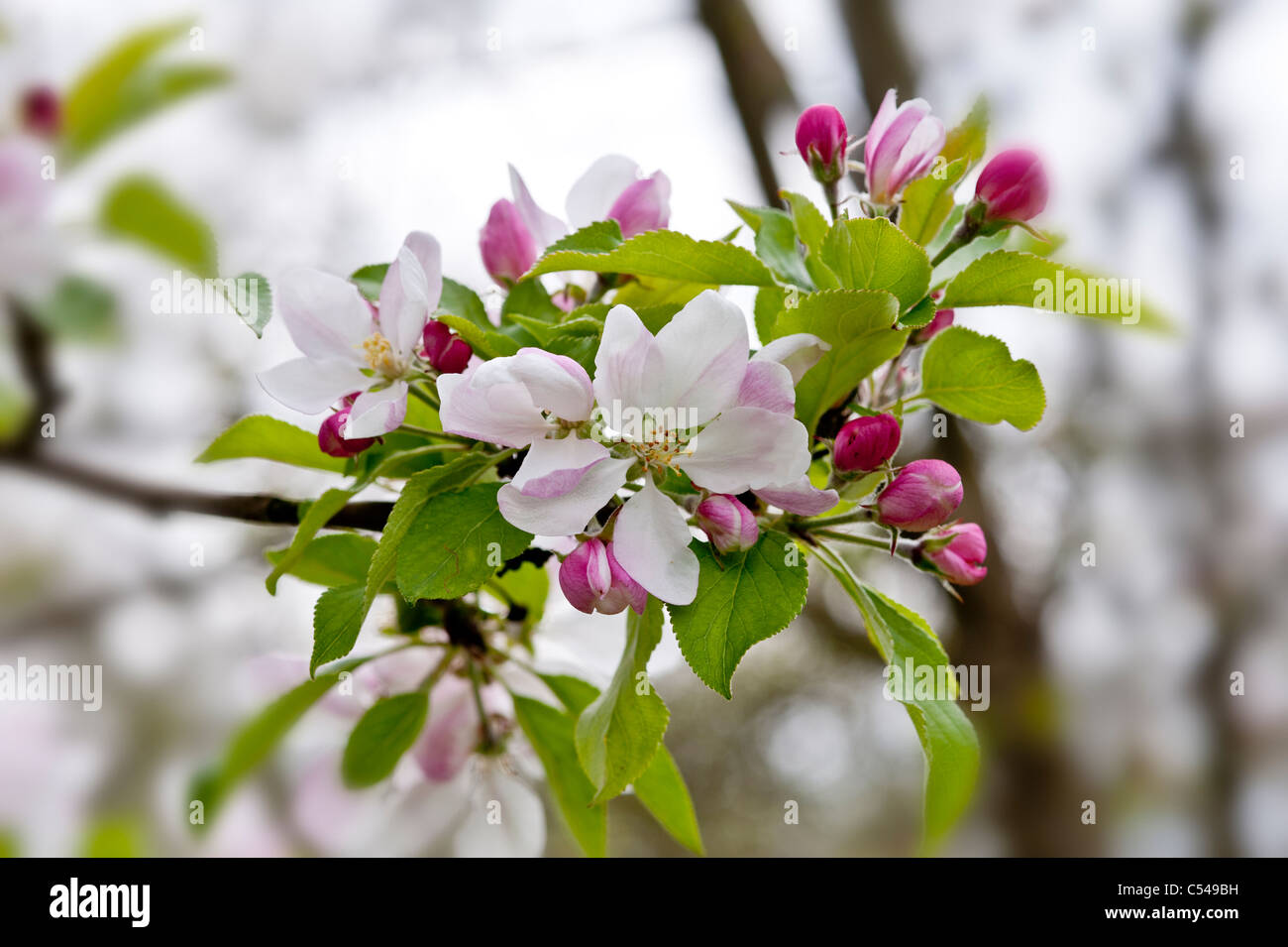 landscape of apple blossom in a cider apple orchard in somerset england Stock Photo