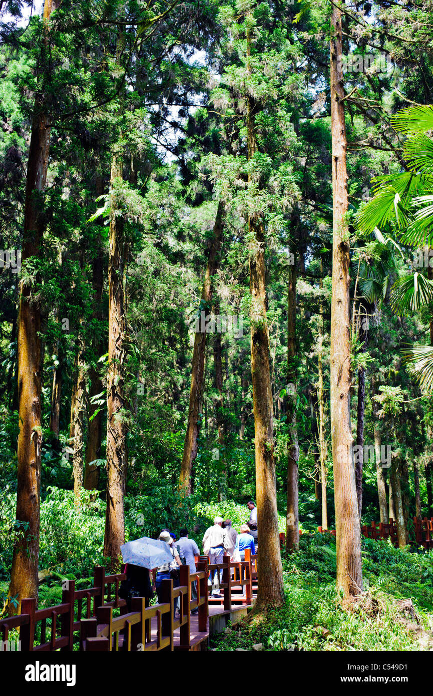 Alishan National Park Scenic Area Fenqihu Hiking Trail Chiayi Taiwan Stock Photo Alamy