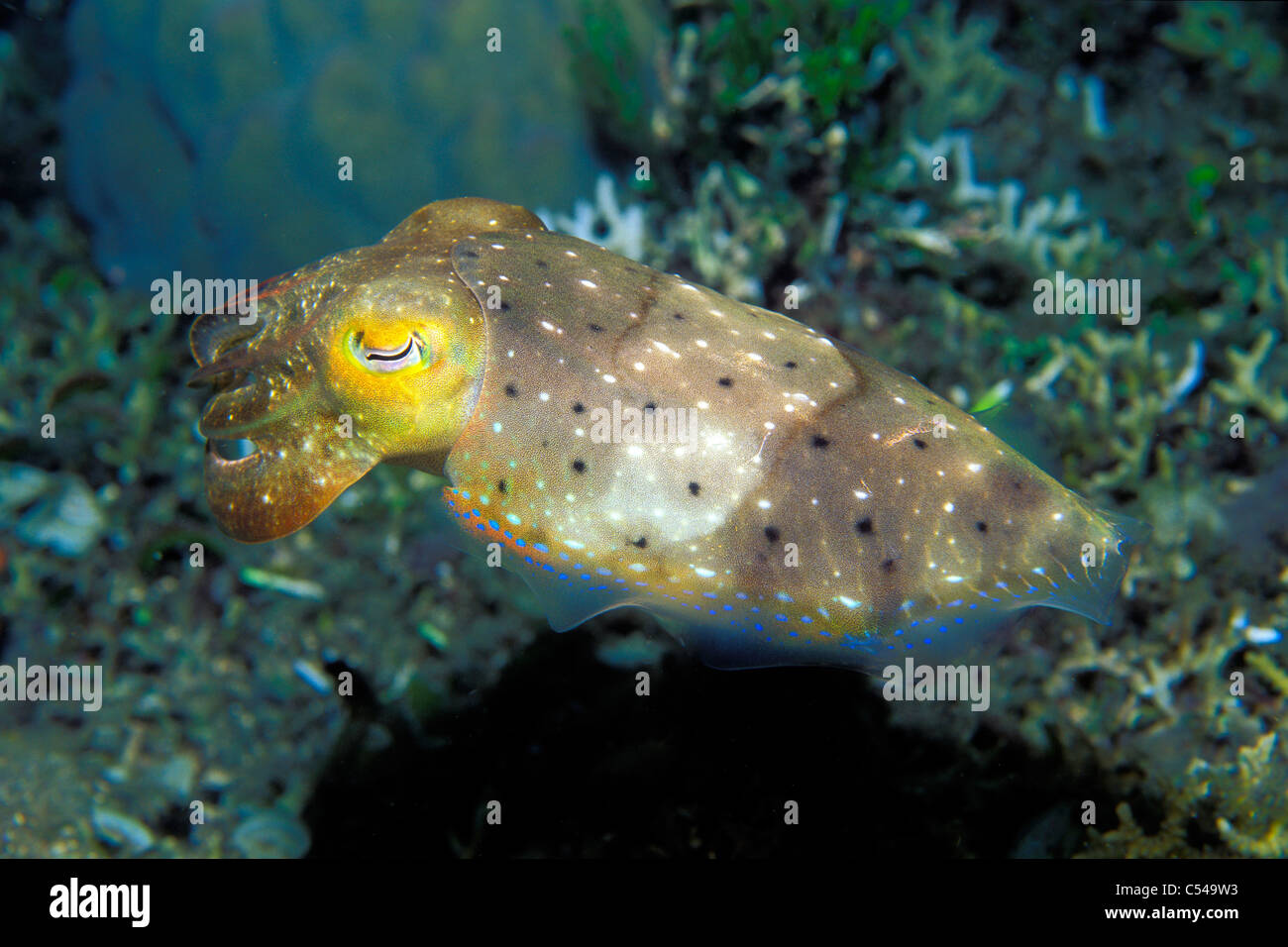 Cuttlefish, Sepia sp., Fiji, Pacific Ocean Stock Photo