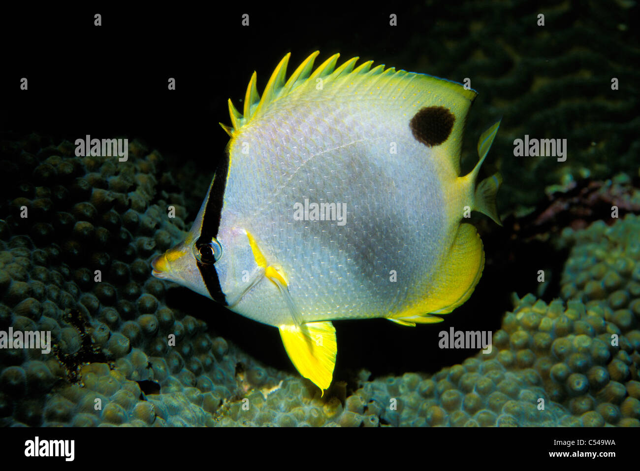 Spotfin butterflyfish, Chaetodon ocellatus, St. John, U.S. Virgin Islands, Atlantic Ocean Stock Photo
