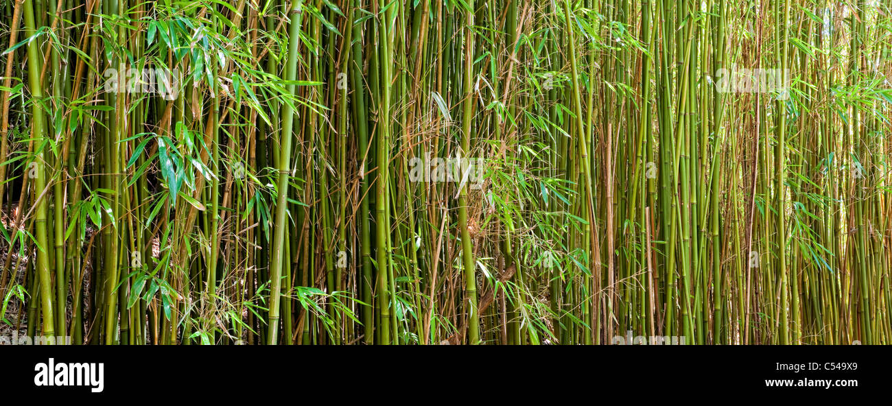 Panorama of Green bamboo in the bamboo forest on the Pipiwai trail near Hana Maui Hawaii Stock Photo
