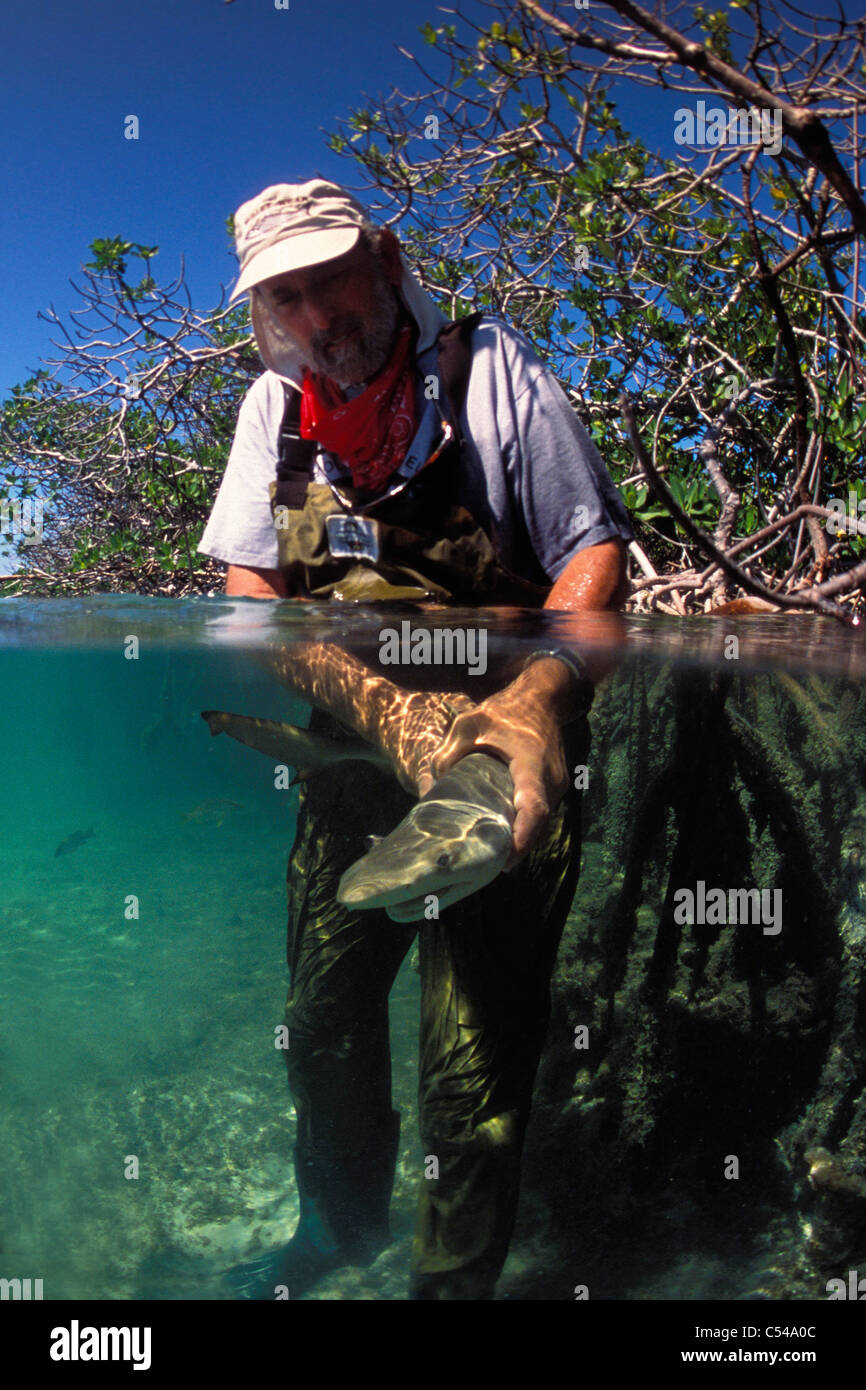 Lemon shark mangrove hires stock photography and images Alamy