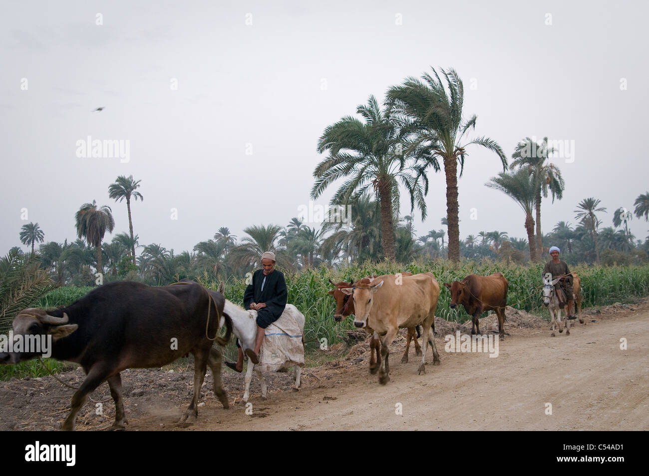 Tawfiqiya village belongs to one of Egypt's poorest governorates, Fayoum. People live of farming or work in a far away factory. Stock Photo