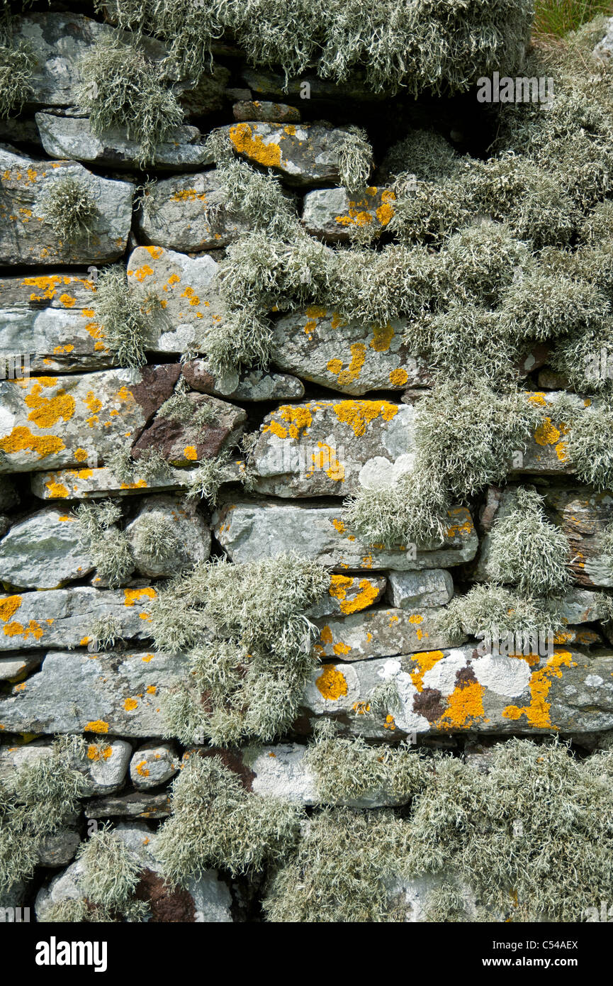 The ancient lichen covered stone walls of St Olaf's Kirk, Unst Shetland. SCO 7506 Stock Photo
