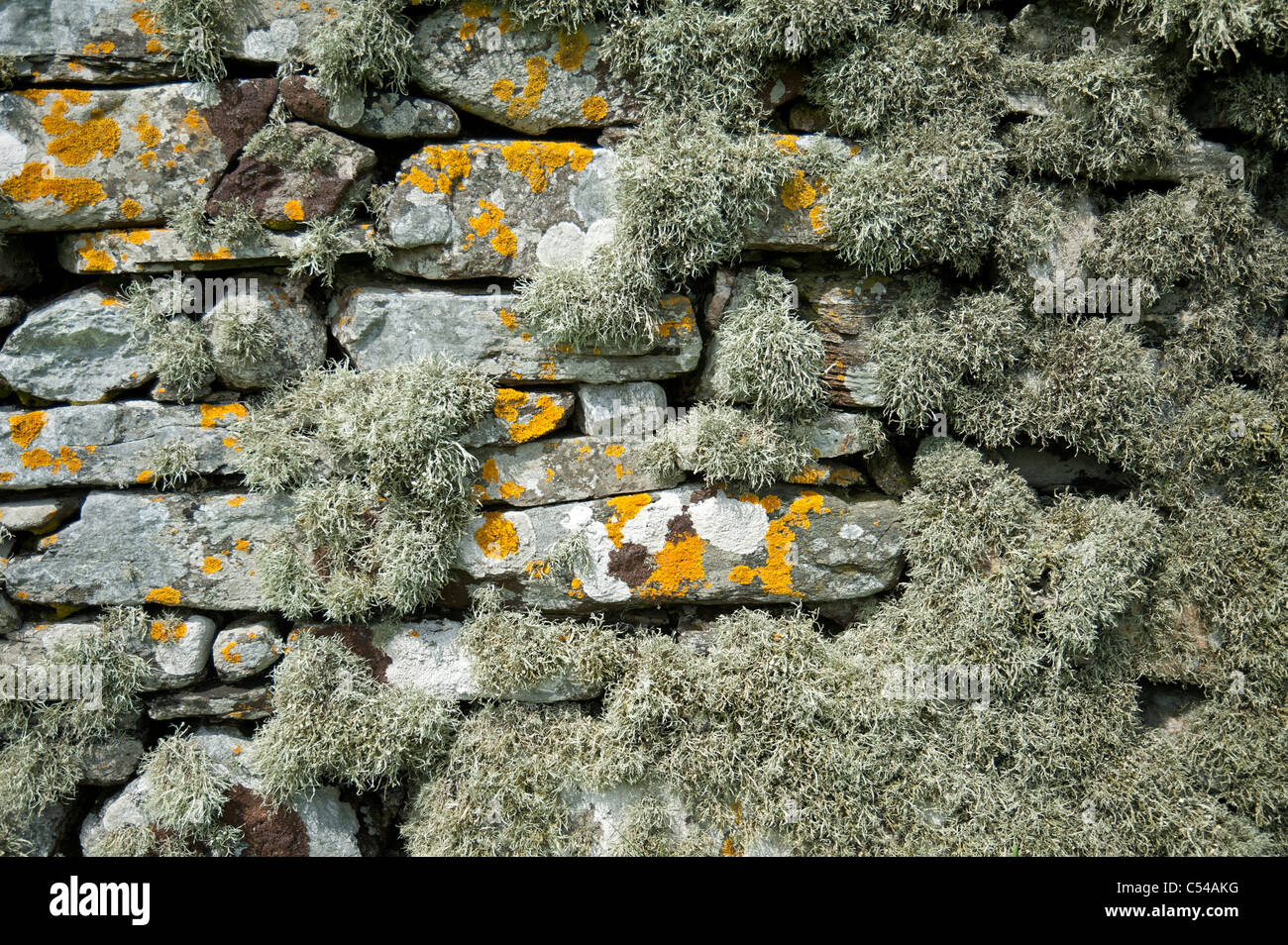 The ancient lichen covered stone walls of St Olaf's Kirk, Unst Shetland. SCO 7507 Stock Photo